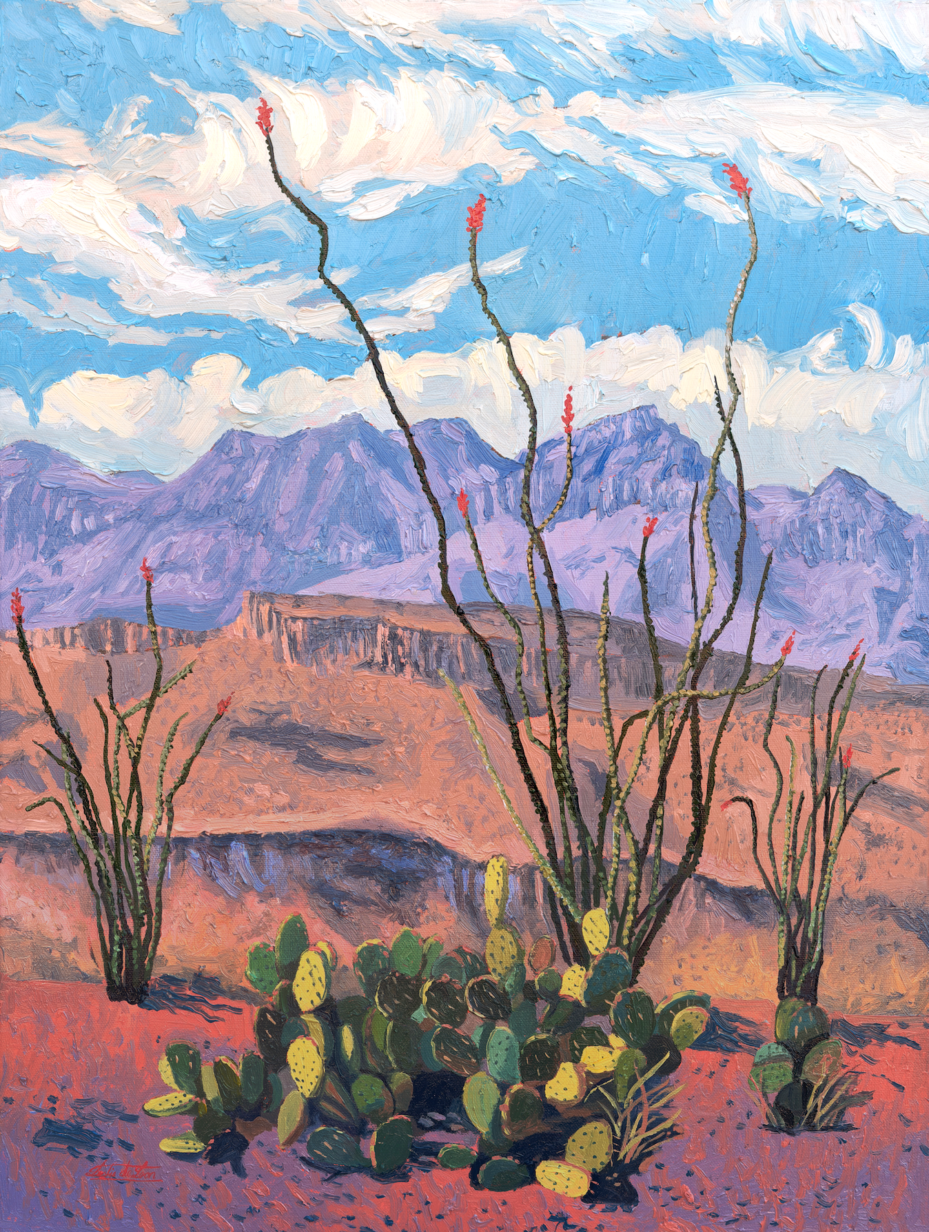 Ocotillo in Bloom - Print